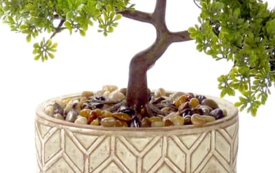                 Bonsai Tree Glazed Ceramic                